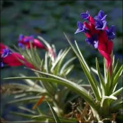Quelle raison essentielle fait la différence entre un tillandsia à feuille fine et celui à feuille plus épaisse composée de micro-écailles ?