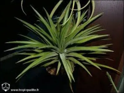 Sachant que l'on peut les voir partout, y compris sur des fils téléphoniques, quel beau surnom ont-ils en héritage ?