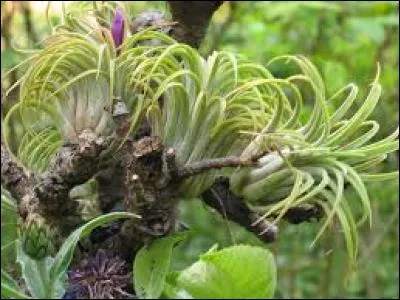 Si je vous dis qu'ils sont de la famille des Broméliacées, à qui sont-ils apparentés ?