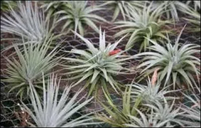 Si votre tillandsia est saxicole, où pousse-t-il ?
