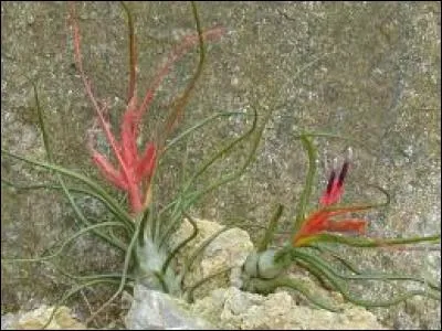 Mais en fonction du support choisi, comment s'appellera celui poussant sur le rocher ?