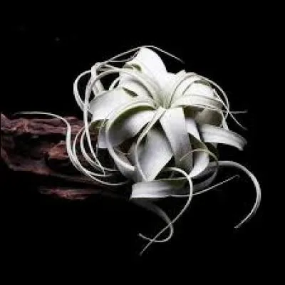 Que va faire une certaine variété de tillandsia (streptophylla) lorsqu'elle manque d'humidité ?