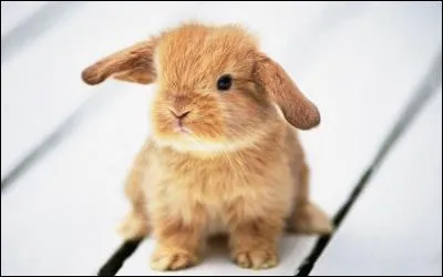 Vous aimez plutôt :