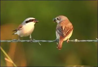 Nature - Quel est le nom de cet oiseau aimant les prés, les buissons, les bois et les champs et qui adore mélanger les imitations qu'il fait des chants des autres oiseaux de son environnement ?
