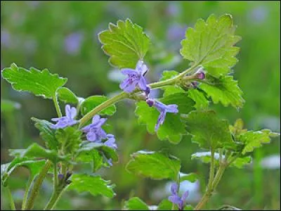 Plantes - Dans quelle boisson incorporait-on le petit lierre terrestre afin de la conserver plus aisément durant les longs voyages en mer ?