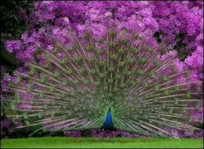 Montagne volcanique, dans le Massif central :