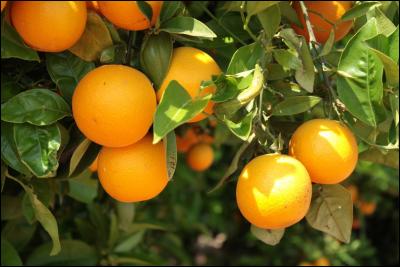 Pour commencer une question simple.
De quel arbre l'orange est-elle le fruit ?