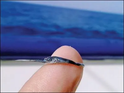 Trouvez le nom de ce célèbre auteur, qui se suicida en 1961 !