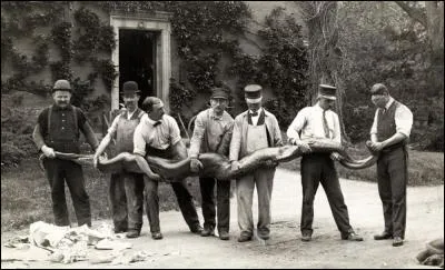 Synonyme de eunecte !