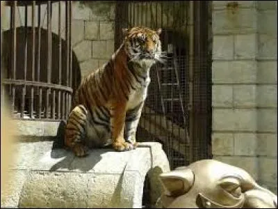 Combien de tigres sont présents au total dans la salle du trésor ?