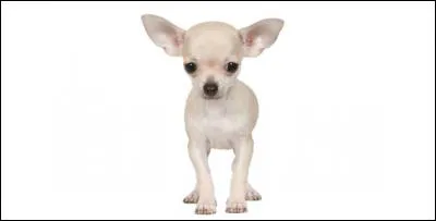 Ce chien n'est pas grand, c'est un...