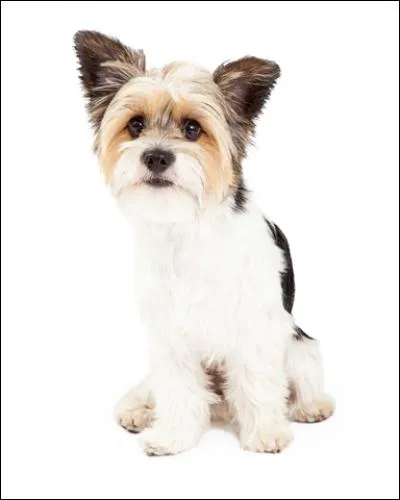 Ce petit chien est un...