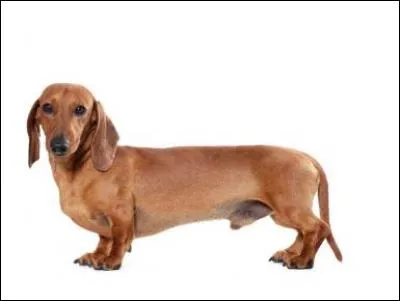 Ce long chien est un...