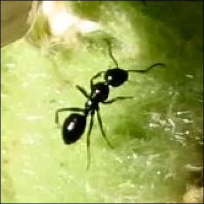 Une fourmi peut se suicider.