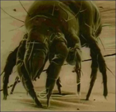 À quelle famille l'acarien appartient-il ?