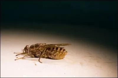 Quelle maladie transmet cet insecte ?