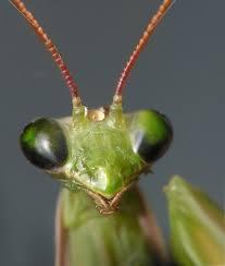 Quiz Insectes