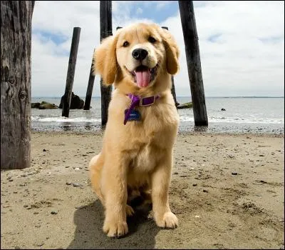 Quelle est la race de ce chien ?