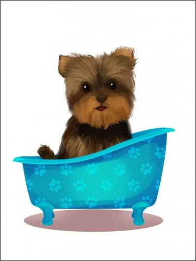 Quelle est la race de ce chien ?