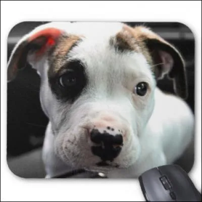 Quelle est la race de ce chien ?