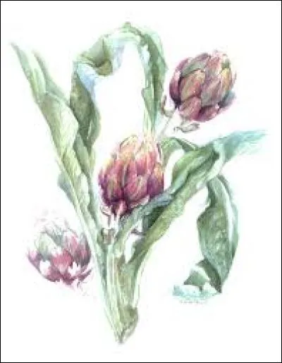 Petit singe d'Amérique centrale et d'Amérique du Sud :