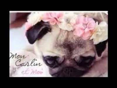 Comment son chien s'appelle-t-il ?