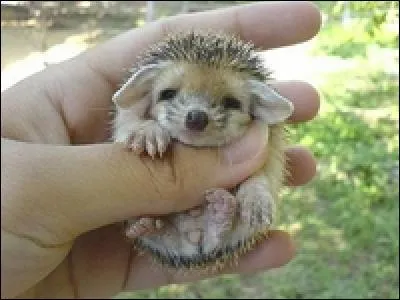 Certains cousins du hérisson ont de grandes oreilles, d'autres encore :