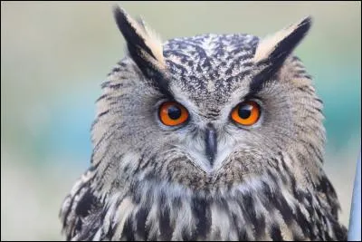 Pour beaucoup de peuples, le hibou est la représentation de :
