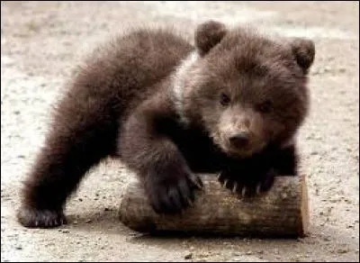 Les oursons qui n'obéissent pas à leur mère :