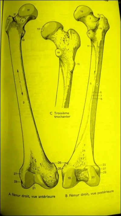 La partie indiquée par le chiffre 2 est...