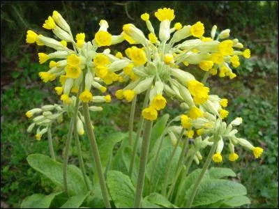 Quel autre nom donne-t-on à la primevère officinale, en photo ?
