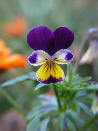 On confond souvent cette fleur avec la violette car elles font partie de la même famille. C'est...