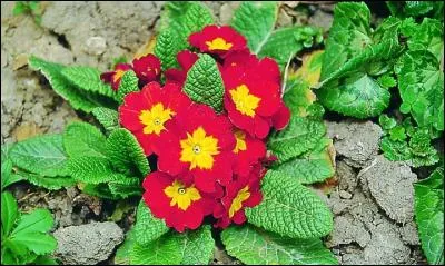 Elle fleurit dès la fin de l'hiver et annonce le printemps. Quelle est cette fleur ?
