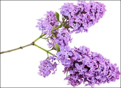 Ce rameau est très odorant. Quelle lettre termine le nom de cette fleur, au singulier ?
