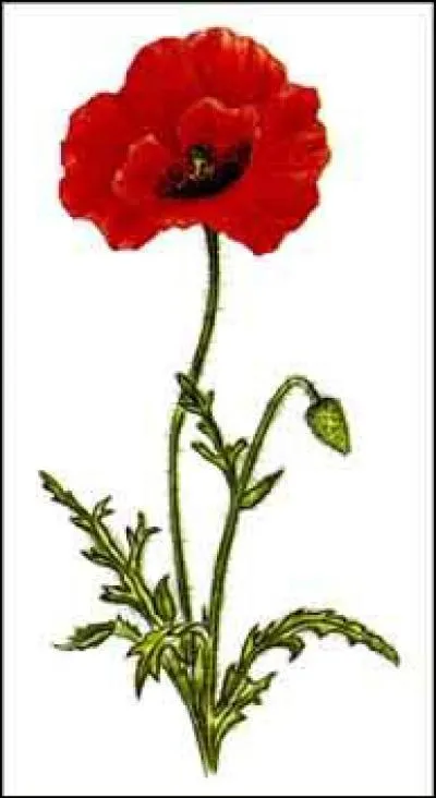 Dans la chanson enfantine "J'ai descendu dans mon jardin", on dit qu'il est gentil. Quel est son nom ?