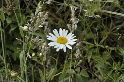 As-tu effeuillé cette fleur en chantant "Il (elle) m'aime, un peu, beaucoup, passionnément, à la folie, pas du tout." ? Comment écris-tu la deuxième syllabe ?