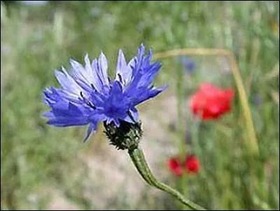 La couleur bleue te donne le nom de la fleur qui est au premier plan. Quelles sont les deux dernières lettres de son nom ?