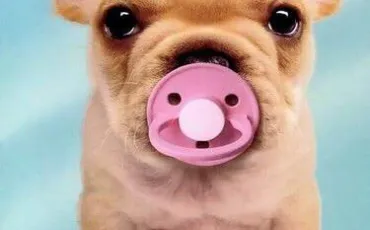 Quiz Races de chiens