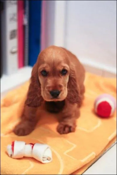 Quelle est la race de ce chien ?