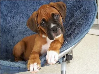 Quelle est la race de ce chien ?