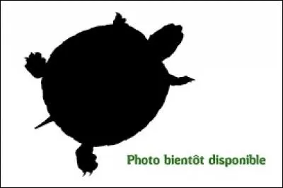 Quel animal est représenté ?