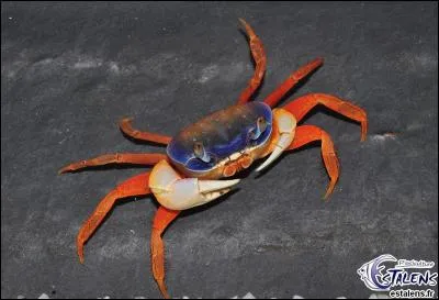 À qui ressemble le crabe bleu, à votre avis ?