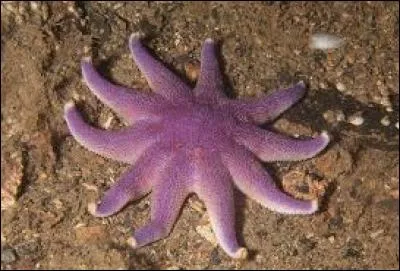 Quel Pokémon ressemble à ce "purple sunstar" ?