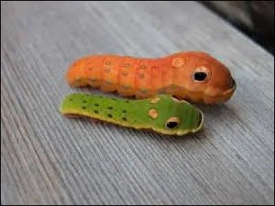 À qui vous font penser ces êtres vivants appelés Papilio troilus ?