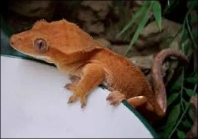 Qui est ce Pokémon qui ressemble à un gecko à cils ?