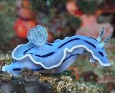 De quel Pokémon cette limace de mer est-elle le sosie ?