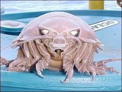 Quel Pokémon est pareil à ce crustacé appelé bathynome géant ?