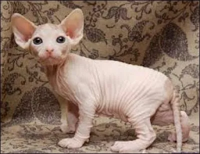 À quel Pokémon vous fait penser le sphynx ?