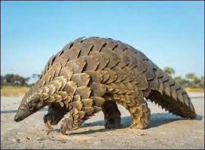 L'animal 'pangolin' est le sosie de quel Pokémon ?
