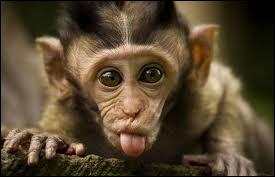 "G" comme "gibbon". Saurez-vous reconnaître ce singe, parmi ces photos de primates ?